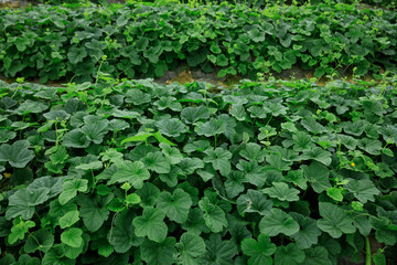 Green cucumber crops in growth in garden, China