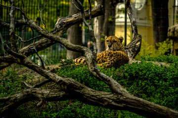 leopard in tree, Schönbrunn Zoo