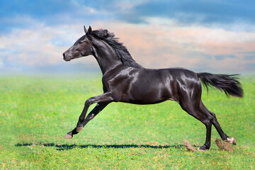 Fototapeta na wymiar Black Horse run gallop on spring green meadow