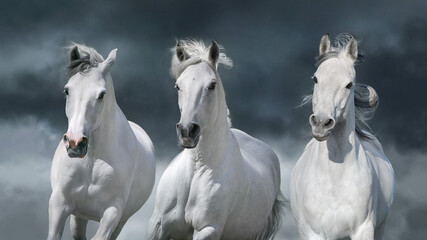 Fototapeta na wymiar White horse herd against the backdrop of a thunderstorm