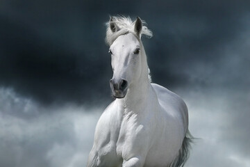 Fototapeta na wymiar Grey arabian horse portrait