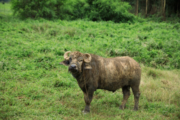 Fototapeta premium Buffalo eating grass in the spring nautre