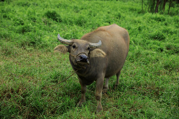 Buffalo eating grass in the spring nautre
