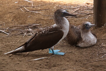 Blue-footed booby on Isla de la Plata, Manabi Province, Ecuador, South America
