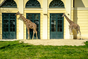 giraffe in the zoo, Sch&ouml;nbrunn Zoo