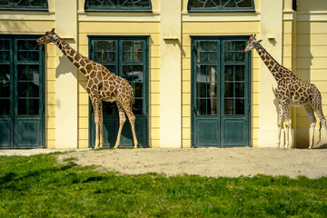 giraffe in the zoo, Sch&ouml;nbrunn Zoo