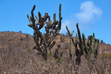 Cactus plant on Isla de la Plata, Manabi Province, Ecuador, South America
