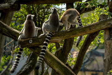 lemur on tree, Schönbrunn Zoo