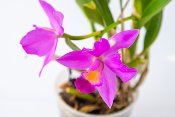 Orchid Cattleya home flower. Large pink purple buds. Flowering of a rare variety of orchids labiata. White background. Flowers pot garden cattleya orchidaceae family.