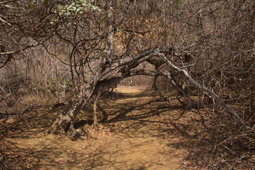 Hiking trail on Isla de la Plata, Manabi Province, Ecuador, South America
