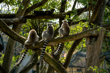 lemur on tree, Schönbrunn Zoo