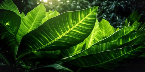 Natural green tropical leaf Texture background