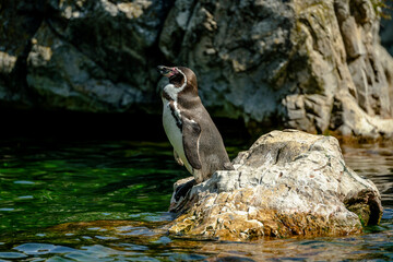 penguins. Schönbrunn Zoo