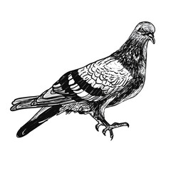 Illustration of a pigeon, croshatching style, black ink