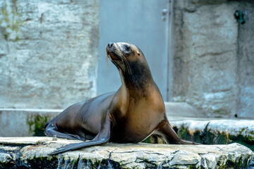 Obraz premium sea lion resting on a rock, Seals. Schönbrunn Zoo