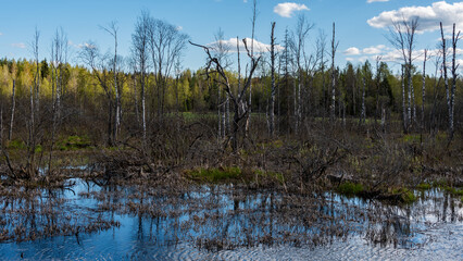 Springtime forest with trees with young green leaves. Aerial spring landscape. Reflections in water.