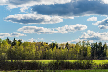 Springtime forest with trees with young green leaves. Aerial spring landscape.