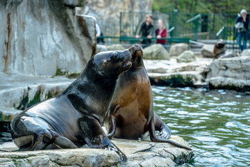 Obraz premium sea lion on the rocks, Seals. Schönbrunn Zoo