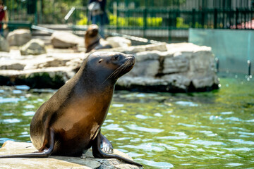 sea lion on the rocks, Seals. Schönbrunn Zoo