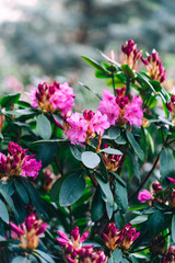 pink rhododendron bushes in the park. fragrant fresh blooming flowers