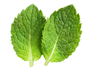 Delicious mint leaves cut out