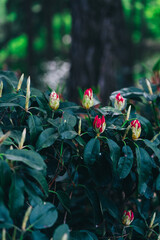 red flowers in the garden