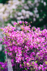 pink rhododendron bushes in the park. fragrant fresh blooming flowers