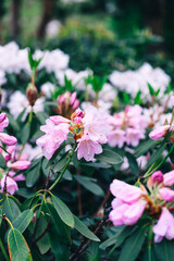 Naklejka premium pink rhododendron bushes in the park. fragrant fresh blooming flowers