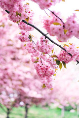 Fototapeta premium blooming cherry trees. pink precarous fragrant flowers on a Japanese cherry tree. oriental theme