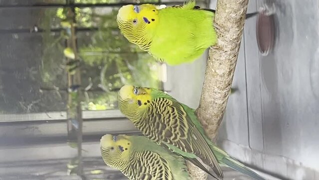 Meet the colorful and chatty parrots in the local pet store