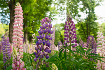 森の中のカラフルなルピナス畑
