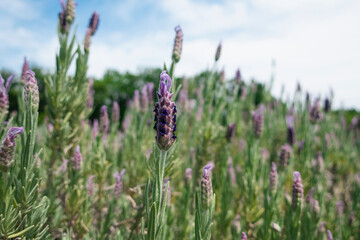 紫色が美しいスパニッシュラベンダー
