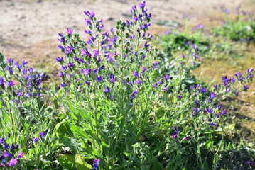 Fototapeta premium Echium vulgare au printemps