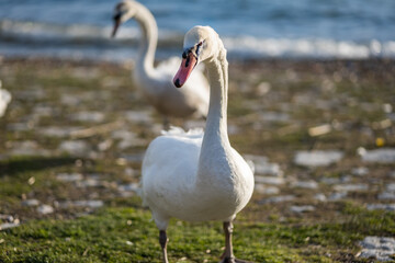Fototapeta premium Swans at Lake Ohrid, North Macedonia. Portrait of Swan, selective focus with blurred background