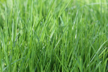 Fototapeta na wymiar Bright green spring grass