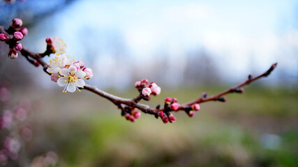 Fruit flowers in spring