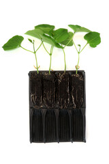 Runner bean plants growing in root trainer seed tray to develop growth prior to planting out. Cross...