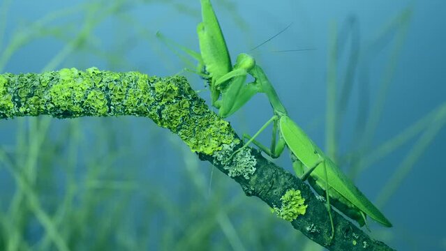 Green grasshopper chirps its wings next to large female praying mantis, it attacks and eats it sitting on tree branch covered with lichen. and Transcaucasian tree mantis (Hierodula transcaucasica)