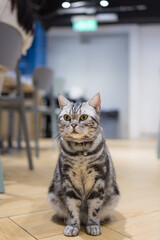 Naklejka premium Adorable cat sit on the floor