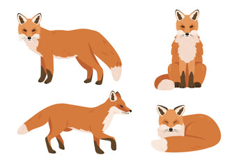 Set of foxes in different poses. Wild red Fox icons isolated on white background. Vector illustration.