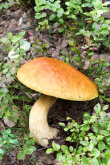 View of leccinum mushroom