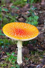 View of venomous fly agaric mushroom