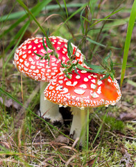 View of venomous fly agaric mushroom