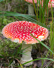 View of venomous fly agaric mushroom