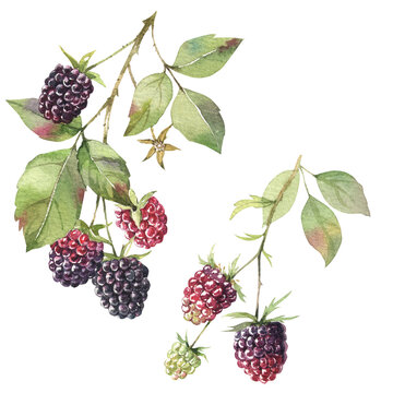 Branches of blackberry. Berries watercolor hand drawn botanical illustration, Isolated white background