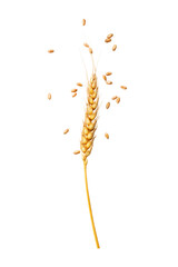 ear of wheat with grain on a transparent background
