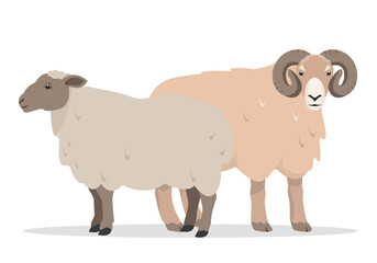 Male and female sheeps. Sheep and Ram. Farm animals icons. Wool and meat production. Vector flat or cartoon illustration isolated on white background.
