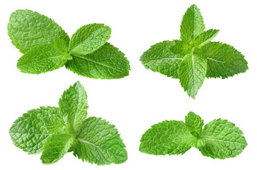 Collection of fresh mint leaves cut out