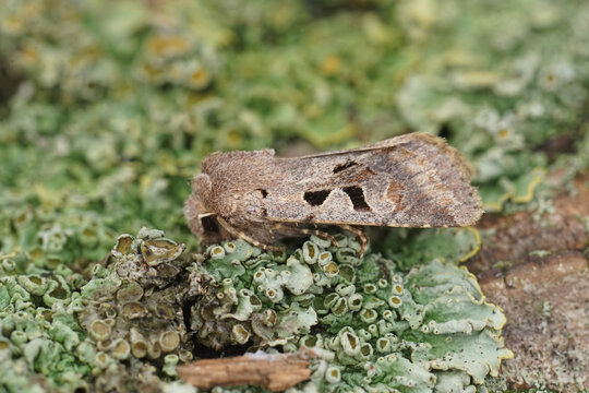 Closeup on the European Hebrew Character owlet moth, Orthosia gothica