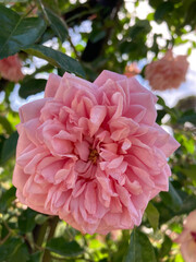 Paisaje verde con flores de color